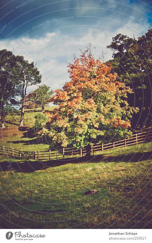 bunter Baum im Herbst Umwelt Natur Landschaft Schönes Wetter Pflanze Park Wiese blau braun mehrfarbig grün Großbritannien Zaun Weide Herbstlaub Herbstfärbung
