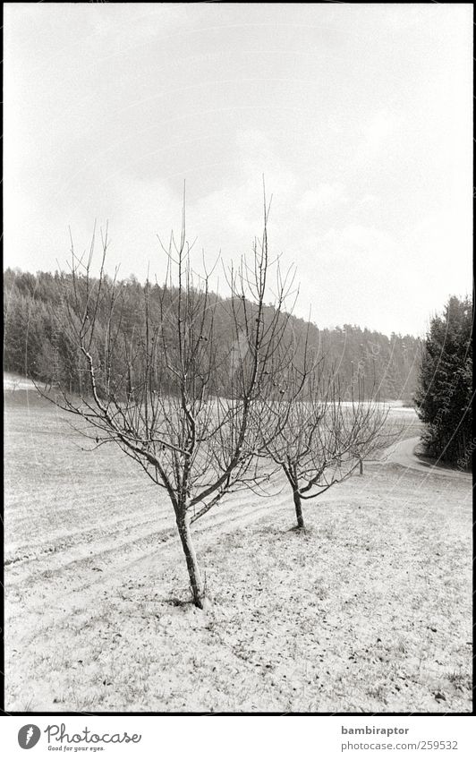 display generic winterly image here Umwelt Natur Landschaft Pflanze Winter Eis Frost Schnee Baum weiß kalt Ast analog Schwarzweißfoto Außenaufnahme Menschenleer