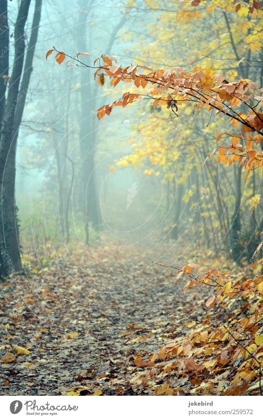 Nebelspaziergang Herbst Baum Buchenwald Herbstlaub Herbstwald Herbstfärbung Wald Fußweg Wege & Pfade Traurigkeit Trauer herbstlich Herbstwetter Farbfoto