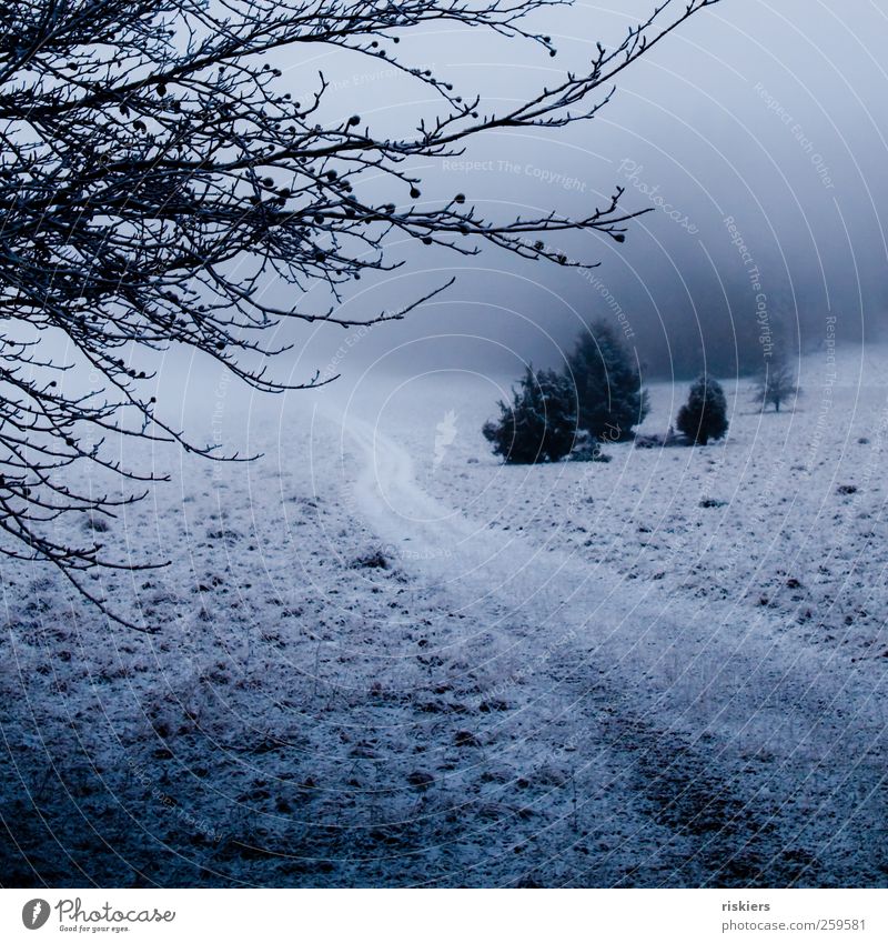 ein hauch winter Umwelt Natur Landschaft Winter Nebel Eis Frost Schnee Wiese Wald dunkel kalt blau schwarz Wege & Pfade Tiefebene Farbfoto Außenaufnahme