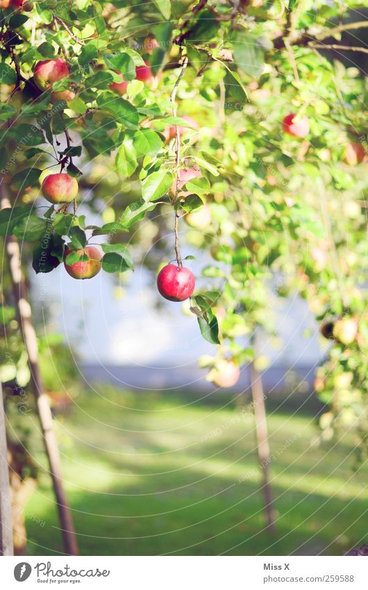 Apfelbaum Lebensmittel Ernährung Sommer Herbst Baum Wachstum klein lecker saftig süß rot Streuobstwiese Farbfoto mehrfarbig Außenaufnahme Menschenleer
