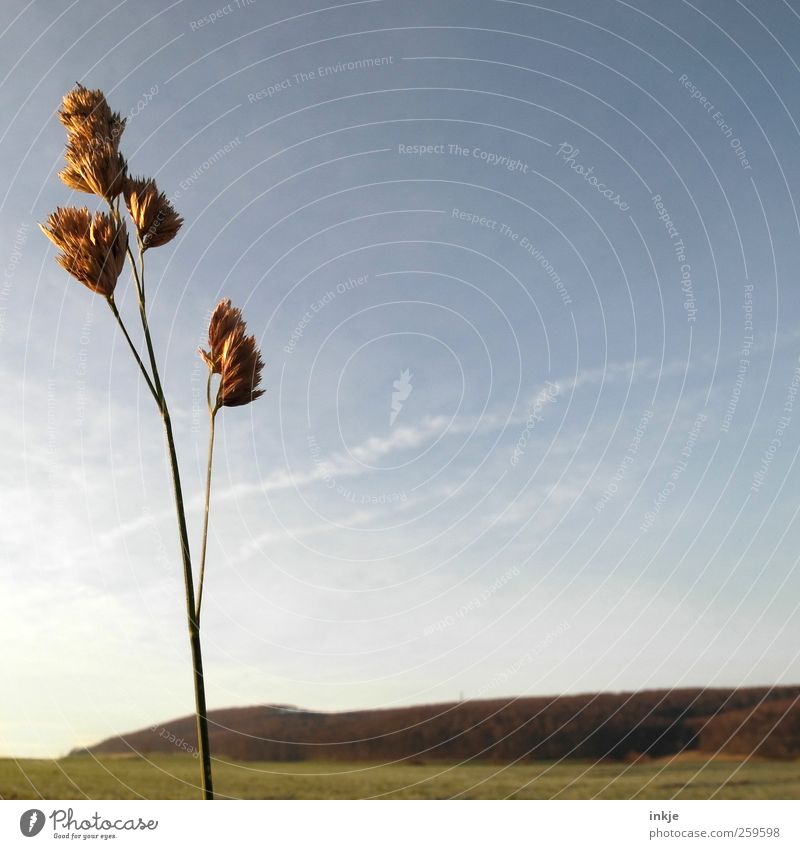 Gullivers Reisen Natur Landschaft Pflanze Himmel Herbst Winter Wetter Gras Wiese Feld Wald Hügel Stadtrand Menschenleer dünn kalt lang natürlich trist trocken