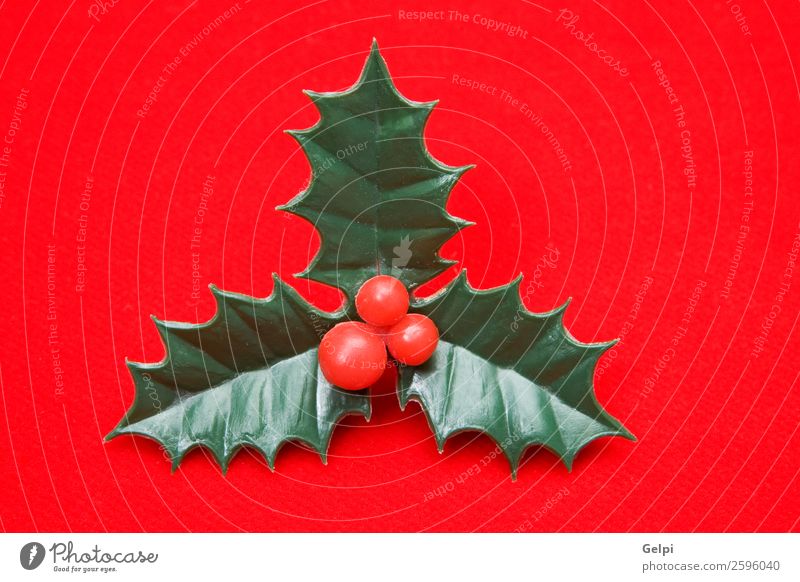 Das holly typische Ornament von Weihnachten Frucht Design Winter Dekoration & Verzierung Feste & Feiern Weihnachten & Advent Natur Pflanze Blatt natürlich neu