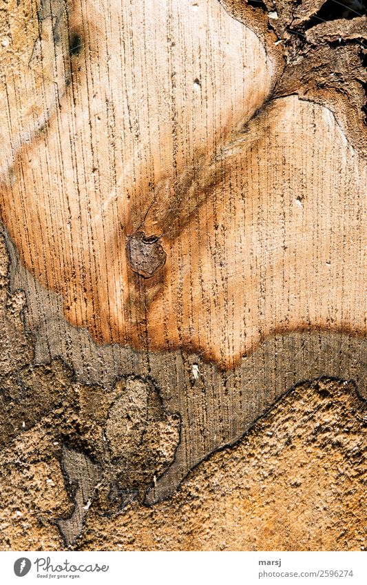 Wie geschnitten Brot Maserung Jahresringe Holz einzigartig natürlich braun Ahorn verfaulen Schnittfläche Sägespuren Baumrinde seltsam Farbfoto Gedeckte Farben