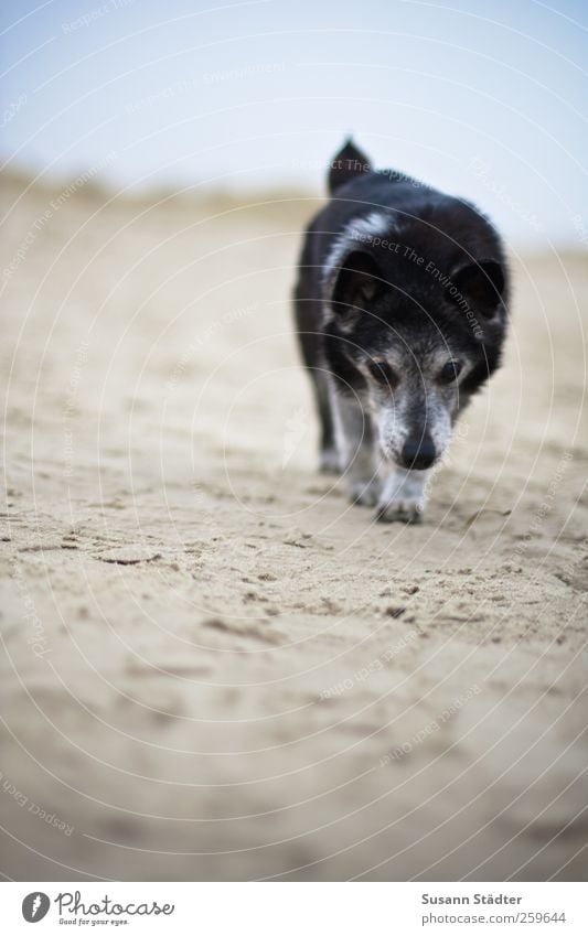 hiddensee.ich.komme. Küste Strand Nordsee Tier Haustier Hund Fell 1 laufen Spaziergang Hundeschnauze Hunderennen langsam pflegebedürftig Natur Gassi gehen