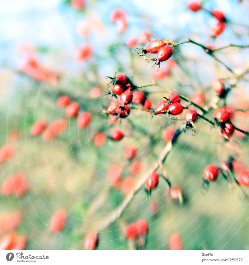Hagebutten im Wind windig Beeren Beerensträucher Herbstsonne Sträucher Wildpflanze Rose Pastellfarben schönes Wetter grün rot Herbsttag Farbfleck