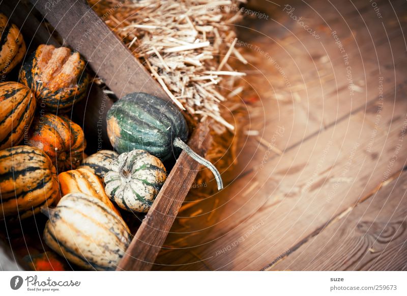 Kürbisschen Lebensmittel Gemüse Bioprodukte Vegetarische Ernährung Dekoration & Verzierung Feste & Feiern Halloween Herbst klein natürlich niedlich rund gelb