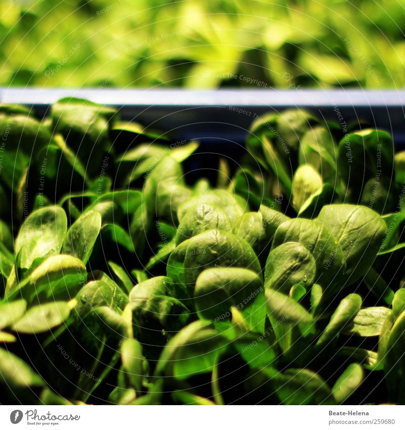Da haben wir den Salat Lebensmittel Salatbeilage Ernährung Vegetarische Ernährung Gesundheit Pflanze füttern lecker grün Energie genießen Feldsalat frisch
