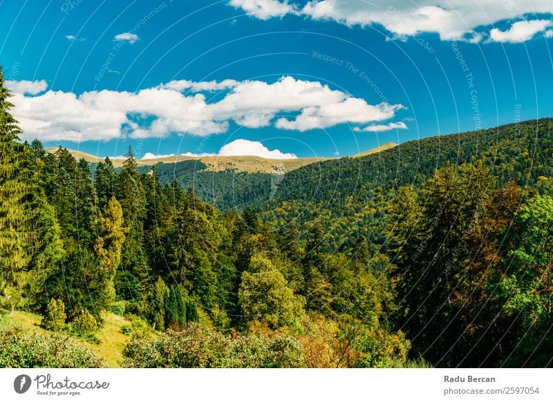Schöne Karpatenlandschaft Sommerlandschaft in Rumänien Berge u. Gebirge Landschaft schön Natur Wald Panorama (Bildformat) Himmel grün Aussicht