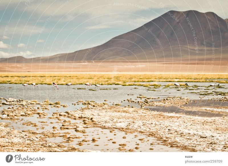Atacama Sommer Berge u. Gebirge Umwelt Natur Landschaft Urelemente Erde Himmel Klima Schönes Wetter See Flamingo hell Chile Südamerika Pastellton