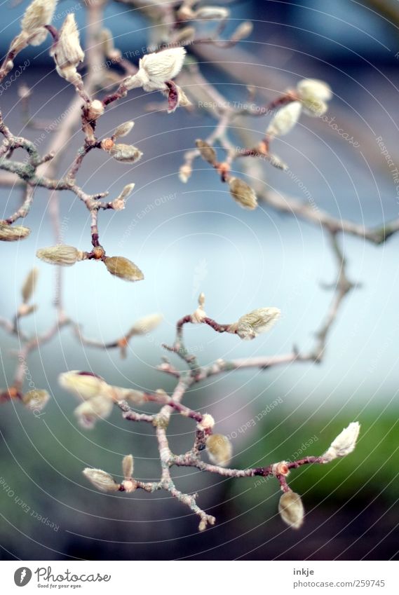 Magnolie Natur Pflanze Frühling Herbst Winter Baum Magnolienbaum Magnoliengewächse Blattknospe Blütenknospen Garten Park Wachstum kalt schön mehrfarbig Gefühle