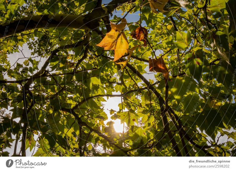 Herbstlaub Natur Landschaft Pflanze Luft Himmel Wolkenloser Himmel Sonne Wetter Schönes Wetter Baum Blatt Wald Hahnenklee Goslar Deutschland Europa Dorf