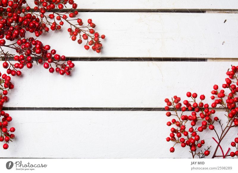 nandian Weihnachtszweig mit roten Beeren weißer Holzhintergrund Freude Winter Dekoration & Verzierung Feste & Feiern Weihnachten & Advent Natur Blumenstrauß