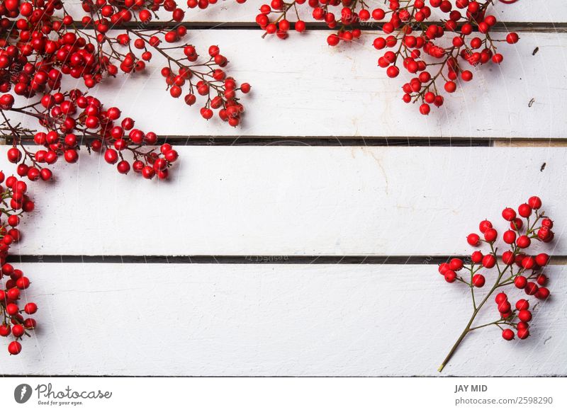 nandian Weihnachtszweig mit roten Beeren, weißer Holzhintergrund Freude Winter Dekoration & Verzierung Feste & Feiern Weihnachten & Advent Natur hell Farbe
