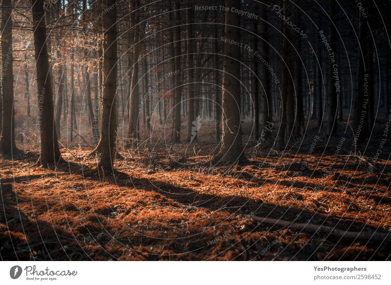 Dunkler Herbstwald mit Lichtstrahlen Natur Landschaft Schönes Wetter Nebel Moos träumen dunkel natürlich Oktober Herbstfarben Kontext Dunkelheit Märchenwald