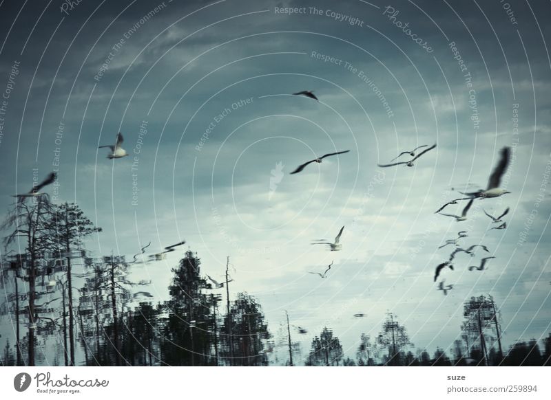 Wasservögel Umwelt Natur Landschaft Urelemente Himmel Wolken Klima Baum See Tier Vogel Schwarm fliegen dunkel fantastisch Möwe dramatisch Finnland