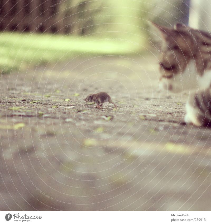 catch me if you can. Tier Haustier Nutztier Katze Maus 2 fangen Jagd kämpfen mausetot Fressen Farbfoto mehrfarbig Außenaufnahme Nahaufnahme Experiment