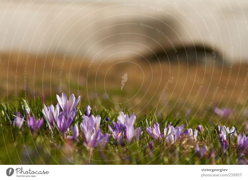 Crocus veluchensis Umwelt Natur Landschaft Pflanze Frühling Sommer Blume Gras Wildpflanze Wiese Feld Hügel Berge u. Gebirge natürlich schön grün violett