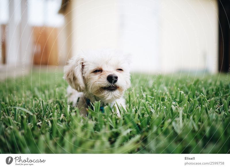 Niedlicher kleiner weißer Hund, der gerne im Gras liegt süßer Hund Haustier Haustiere Glück Fröhlichkeit Tier niedlich Tierporträt