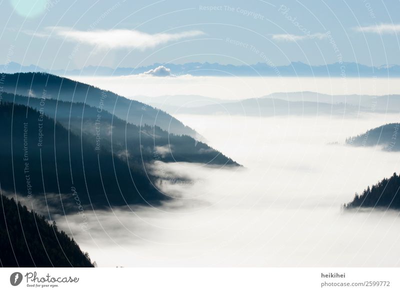 Nebelmeer im Schwarzwald nebel Feldberg süddeutsche Berge u. Gebirge Landschaft Wald Außenaufnahme Natur Menschenleer Himmel Hügel Baum Farbfoto Herbst Wolken