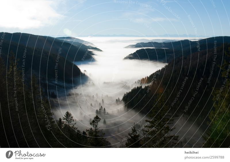 Spätsommernebel im Schwarzwald Natur Landschaft Himmel Wolken Sonnenaufgang Sonnenuntergang Sommer Herbst Nebel Baum Wald Hügel Alpen Berge u. Gebirge Gipfel