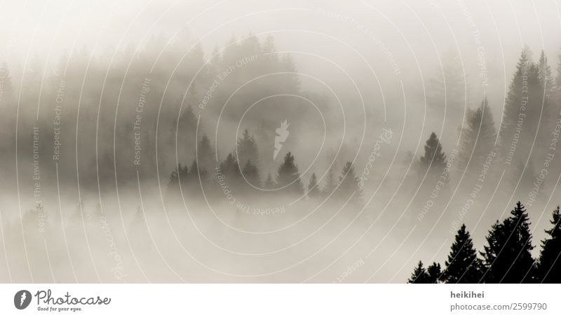 Wald im Nebel Ferien & Urlaub & Reisen Tourismus Ausflug Abenteuer Ferne Freiheit Sommer Berge u. Gebirge Natur Landschaft Herbst Baum natürlich schön grau