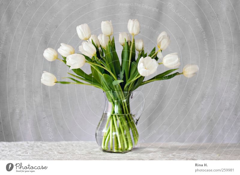 Weiße Tulpen elegant Stil Häusliches Leben Dekoration & Verzierung Frühling Blumenstrauß Vase Glasvase Blühend frisch hell grün weiß Farbfoto Innenaufnahme