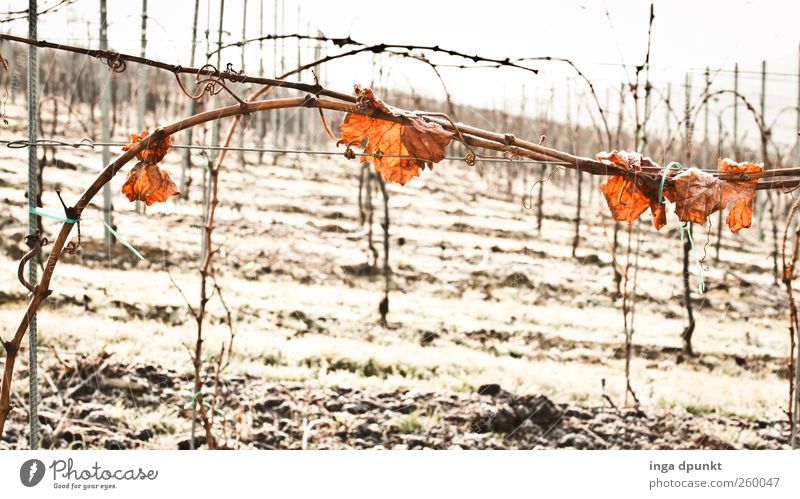 Winterwein Umwelt Natur Landschaft Pflanze Urelemente Klima Eis Frost Sträucher Blatt Nutzpflanze Wein Weinberg Herbstlaub Menschenleer kalt nachhaltig Ernte