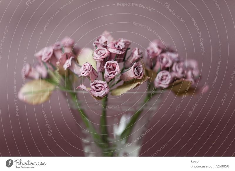 La Vie En Rose Pflanze Blume Blumenstrauß Papierrosen Glas Blühend verblüht dehydrieren alt einfach natürlich schön trist trocken braun grün rosa Sympathie