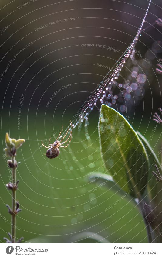 Spinne in ihrem mit Regentropfen bedecktes Netz im Salbei Natur Pflanze Tier Urelemente Wassertropfen Sommer schlechtes Wetter Blatt Blüte Salbeiblatt Garten 1