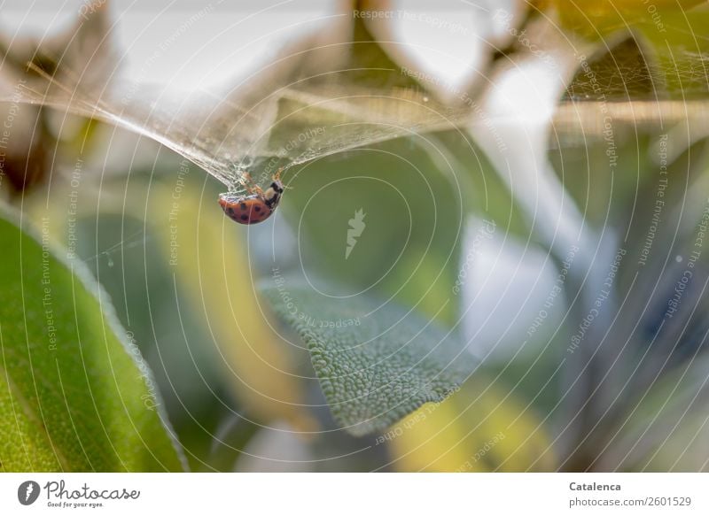 Komplex | die Eigenschaften eines Spinnenfadens. Marienkäfer hängt fest im Spinnennetz Natur Pflanze Tier Sommer Blatt Nutzpflanze Salbei Kräuter & Gewürze
