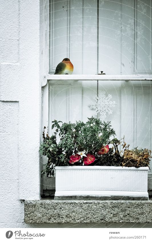 fenstervogel Pflanze Blume Topfpflanze Dorf Haus Bauwerk Architektur Mauer Wand Fenster alt schön Klischee Fensterbrett weiß Idylle Häusliches Leben Vogel