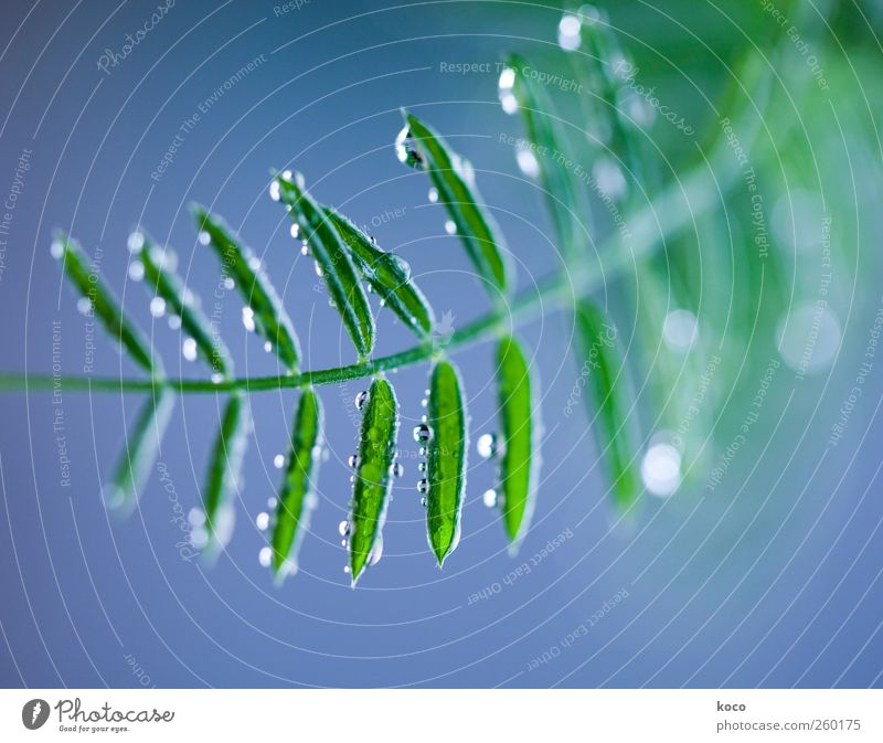 Tautröpfchen an Grün Natur Pflanze Wassertropfen Frühling Sommer Schönes Wetter Blatt Tropfen ästhetisch außergewöhnlich einfach Flüssigkeit frisch schön klein