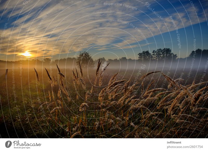 Gräser im Morgennebel Umwelt Natur Landschaft Wolken Sonnenaufgang Sonnenuntergang Sonnenlicht Herbst Schönes Wetter Nebel Gras Wiese Feld ästhetisch natürlich