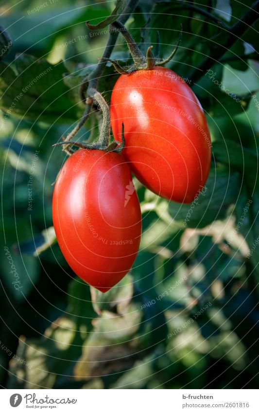 Zwei Dattel-Tomaten am Strauch Lebensmittel Gemüse Bioprodukte Vegetarische Ernährung Sommer Herbst Pflanze Sträucher Nutzpflanze wählen beobachten hängen rot