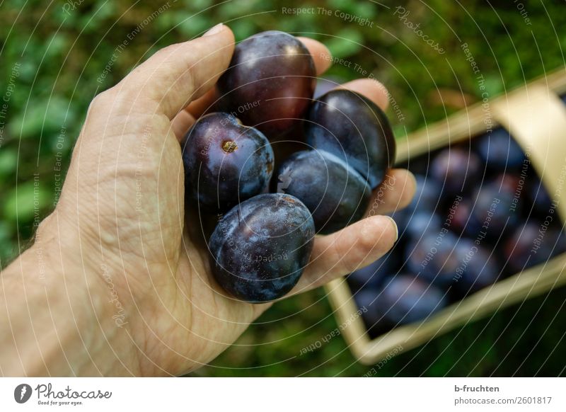Zwetschgen Lebensmittel Frucht Bioprodukte Vegetarische Ernährung Gesunde Ernährung Mann Erwachsene Hand Finger Gras Arbeit & Erwerbstätigkeit wählen festhalten