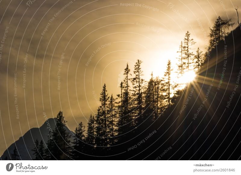 Sonnenuntergang in den Bergen Natur Landschaft Pflanze Luft Himmel Wolken Wetter Schönes Wetter Baum Wald Felsen Alpen Berge u. Gebirge Gipfel gold