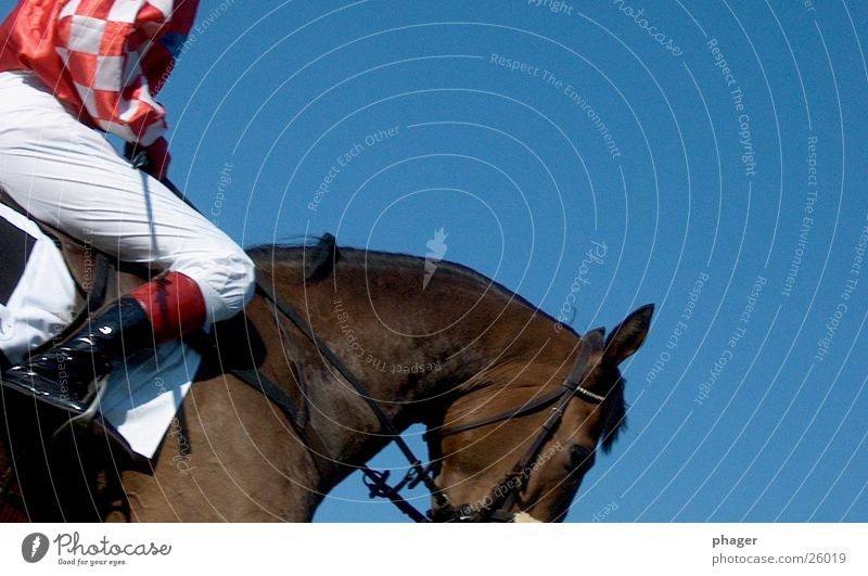 hott-e-hü! Pferd Pferderennen Derby Zaumzeug Reithose Reitsport Steigbügel Rennpferd heiß transpirieren Schweiß Rennsport Sportveranstaltung Wette Glücksspiel