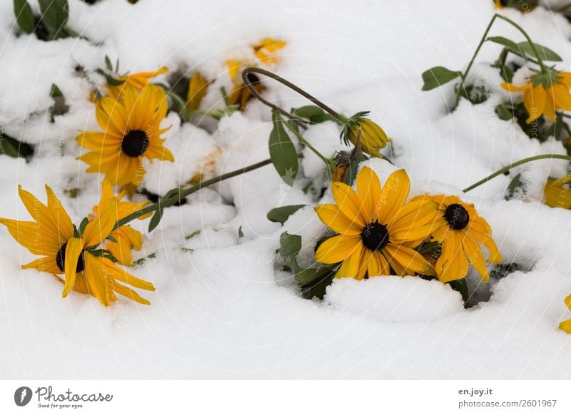 zu früh Natur Pflanze Winter Klima Klimawandel Wetter Schnee Blume Blüte kalt gelb Glaube Religion & Glaube Hoffnung Schutz Überleben Umwelt Vergänglichkeit