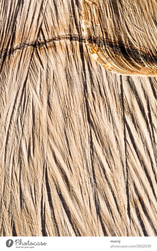 Sägeschnitt Baum Jahresringe Ahorn Holz einfach gesägt rau Oberflächenstruktur Riss Einschluss heimelig Hintergrundbild Farbfoto Gedeckte Farben Außenaufnahme