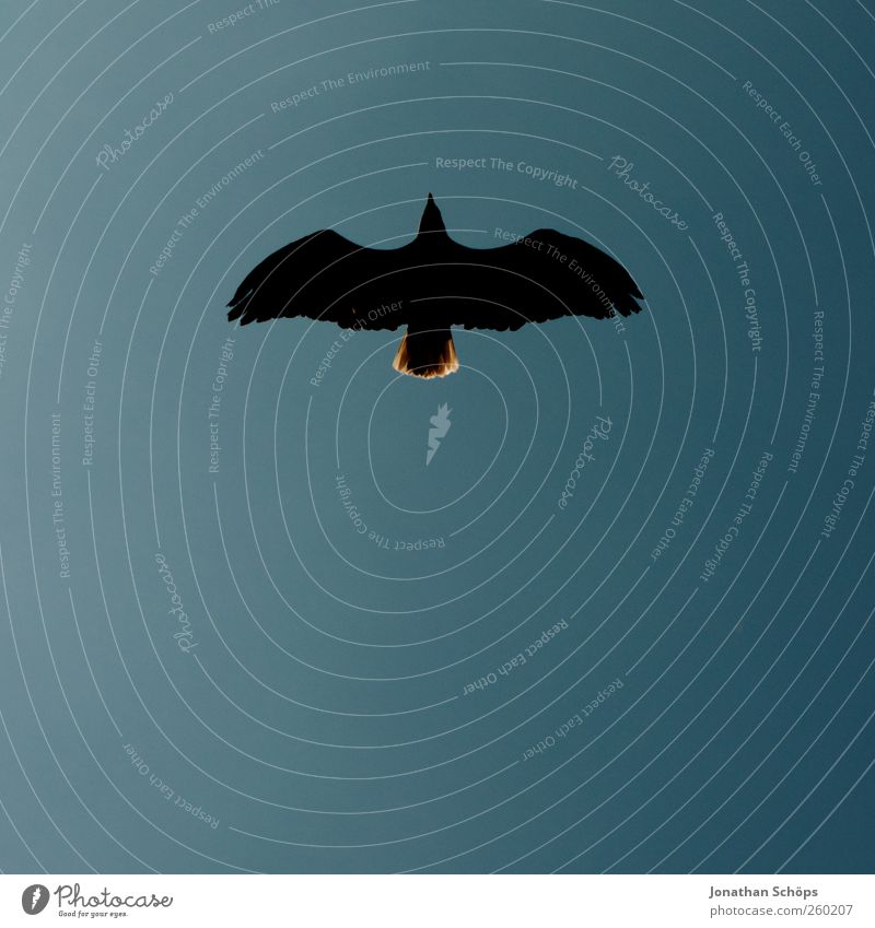 looks like a moustache Tier Vogel 1 fliegen ästhetisch elegant Unendlichkeit blau schwarz einzigartig bedrohlich Macht Natur Perspektive Ferne Adler Königlich