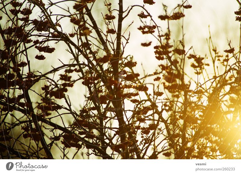 Abend. Tourismus Sonne Umwelt Natur Pflanze Sonnenaufgang Sonnenuntergang Sonnenlicht Winter Eis Frost Baum Wildpflanze Garten Holz braun gelb Freude Erholung