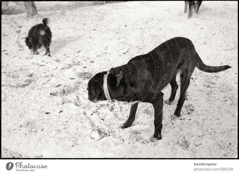 Two and a Half Dogs Natur Eis Frost Schnee Tier Haustier Hund 2 3 schwarz weiß kalt analog Schwarzweißfoto Außenaufnahme Blick nach hinten Wegsehen
