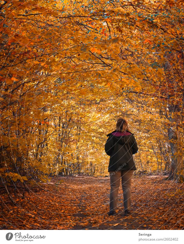 Herbstspaziergang Umwelt Natur Landschaft Pflanze Tier Baum Blatt Wald Blick herbstlich schön Schönes Wetter Herbstlaub Herbstfärbung Herbstwald Herbstwetter