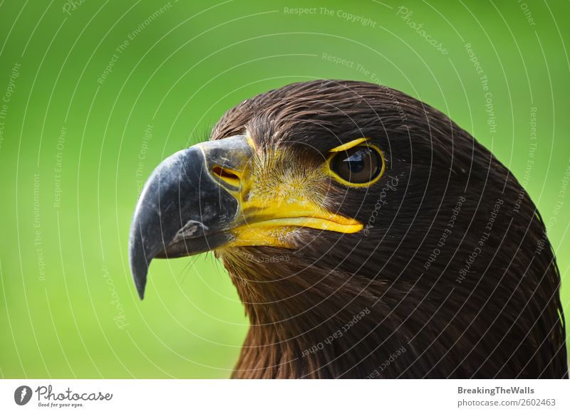 Nahaufnahme des Profilporträts des Steinadlers über Grün Sommer Natur Gras Tier Wildtier Vogel Tiergesicht Zoo 1 beobachten dunkel wild braun grün Wachsamkeit