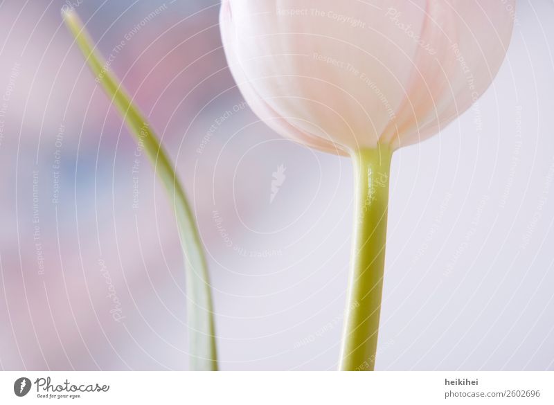 Natürlich geometrisch elegant Stil Design ruhig Natur Pflanze Frühling Tulpe Blatt Blüte Garten Zufriedenheit Genauigkeit Kreativität Blume Blumengruß Gruß rosa