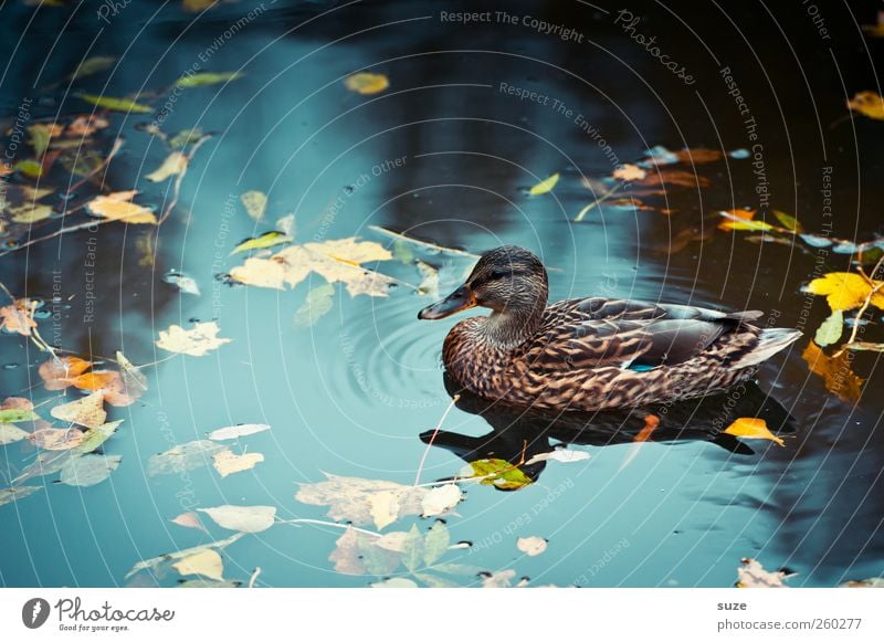 Herbstente Umwelt Natur Urelemente Wasser Wetter Schönes Wetter Teich See Tier Wildtier Vogel Entenvögel 1 Schwimmen & Baden Im Wasser treiben herbstlich