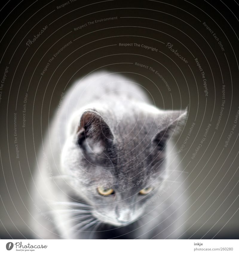 Geräusche Haustier Katze Fell Hauskatze 1 Tier Tierjunges beobachten hocken hören Blick warten nah Neugier niedlich oben grau Gefühle Stimmung Tugend