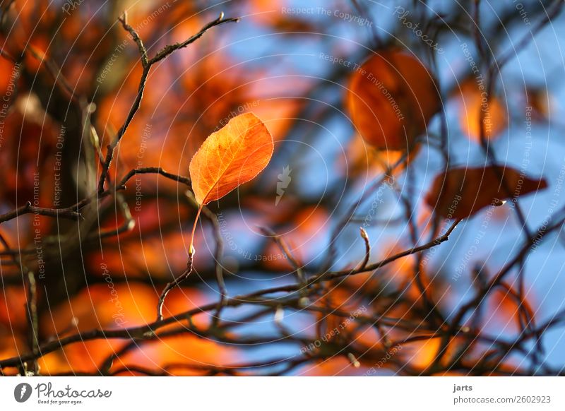 herbstgold XI Herbst Schönes Wetter Baum Blatt Wald natürlich Gelassenheit ruhig Natur Farbfoto mehrfarbig Außenaufnahme Nahaufnahme Menschenleer