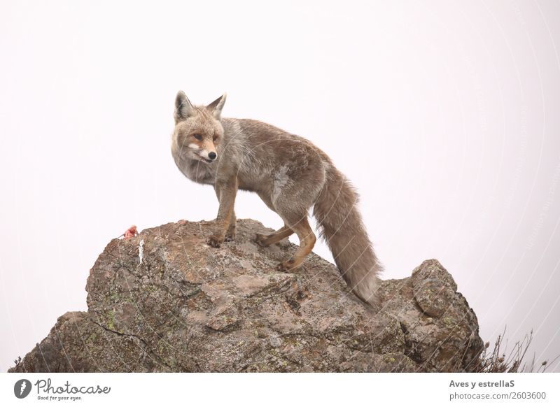 Fuchs auf einem Felsen ein nebliger Tag Tier Wildtier 1 Stein braun grün rot Farbfoto Menschenleer Abend Licht